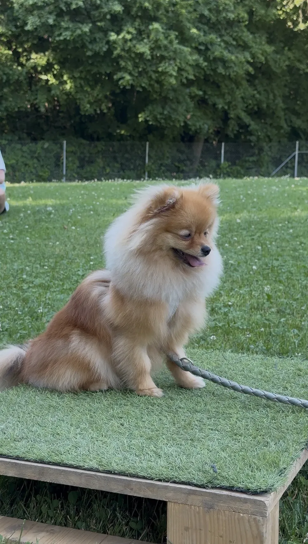 Debdog Hundeschule Luzern - 2