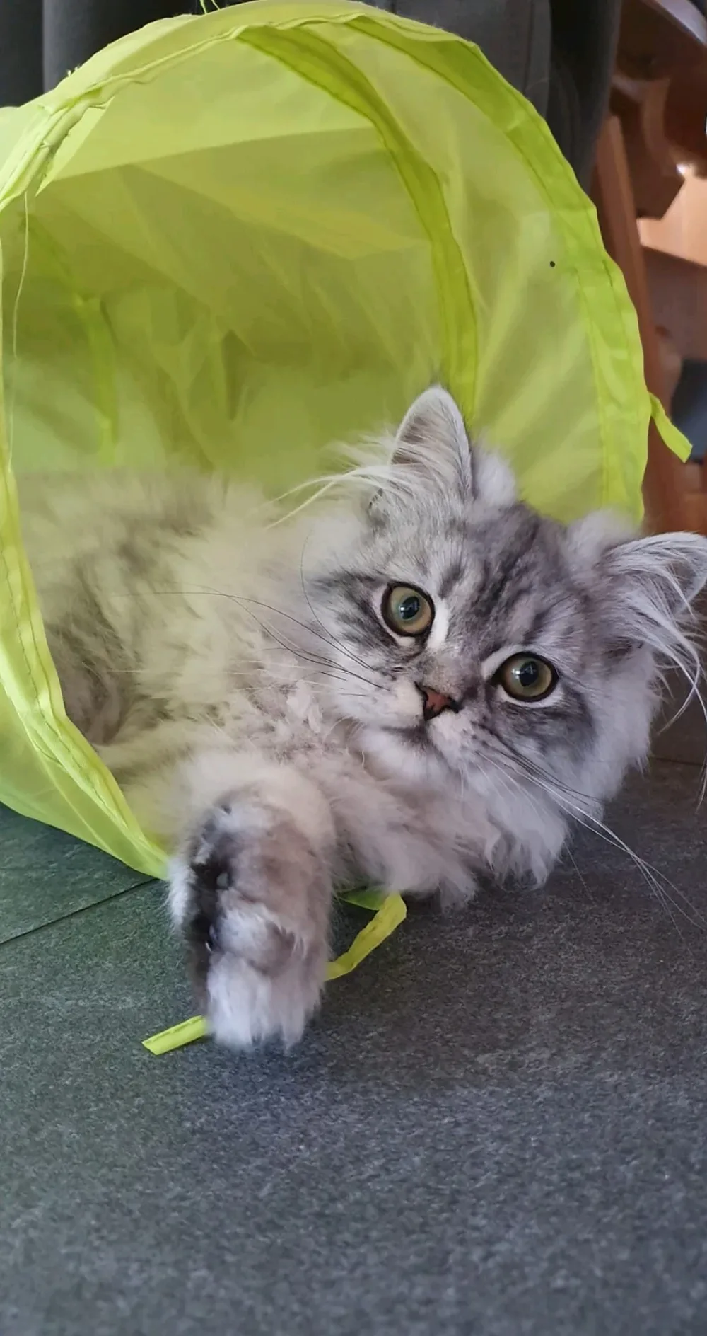 Katzensalon Lemo - 4